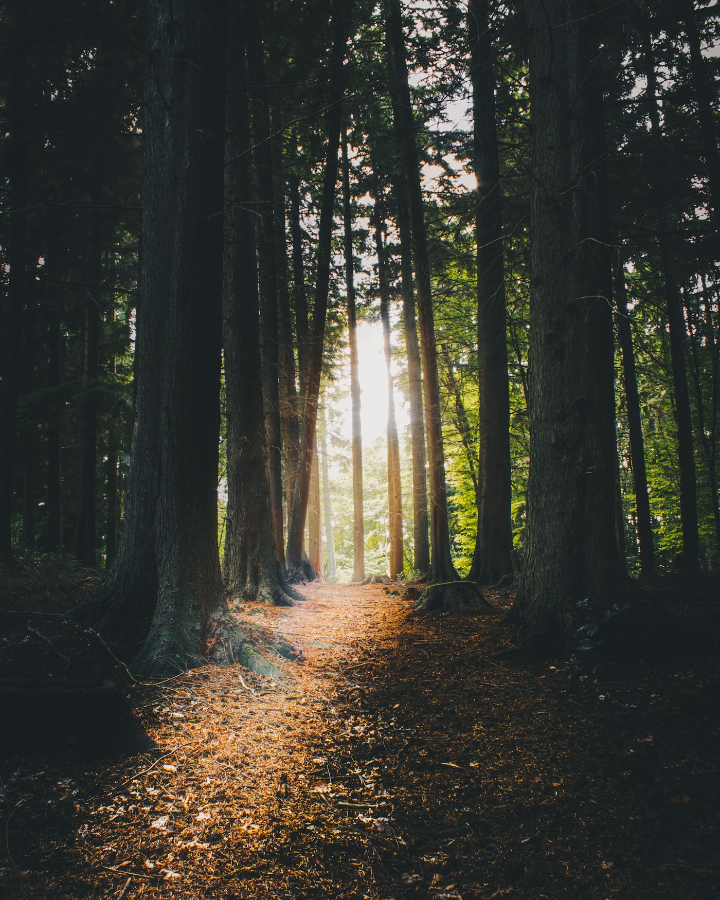 Sunlight falling across a quiet woodland path